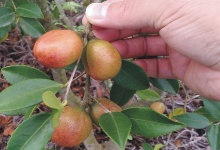 地理位置和�v拔对高��油茶苗��量的影响